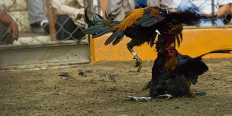 Đá Gà Trực Tiếp Thomo Đỉnh Cao Châu Á 2024 Theo dõi đá gà với chất lượng tốt nhất