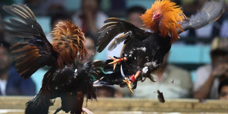 Giới thiệu sơ lược về trực tiếp đá gà ww88