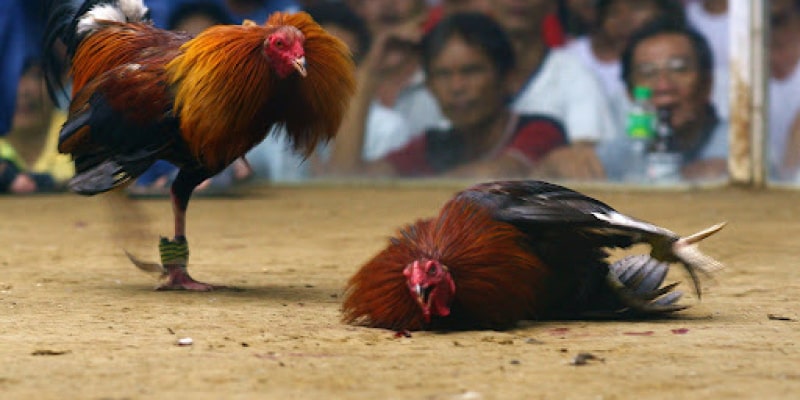 Tham Gia Trực Tiếp Đá Gà C1 Hôm Nay Như Một Dân Chuyên Hiểu về các thế đá