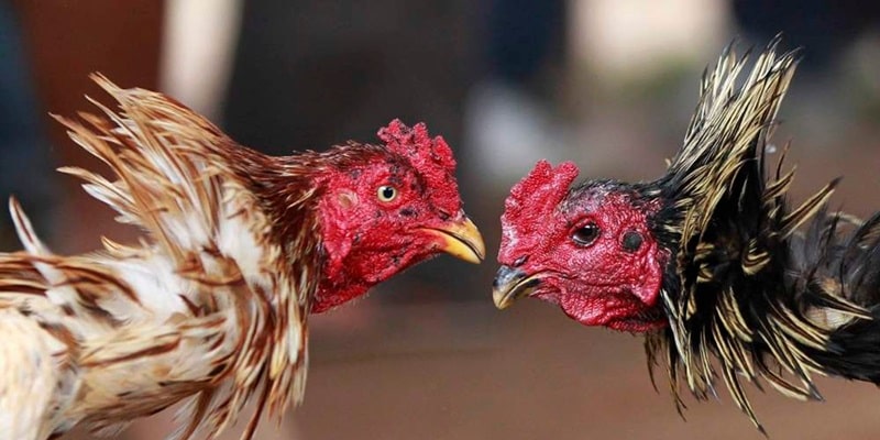 Cá Cược Đá Gà Trực Tiếp C4 Đơn Giản, Hiệu Quả Tại Ww88 Giới thiệu đá gà trực tiếp c4