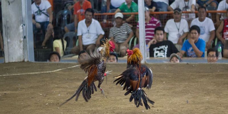 Khám phá tổng quan thông tin về hình thức đá gà tre